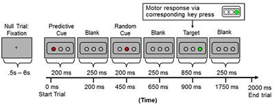 Individual Differences in Cognitive Function in Older Adults Predicted by Neuronal Selectivity at Corresponding Brain Regions